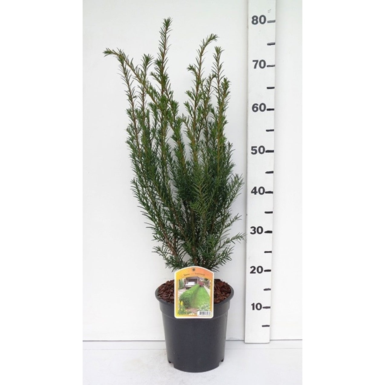 Hybrididegran – Taxus media 'Groenland' - C3 50-60 CM